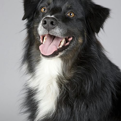 cane